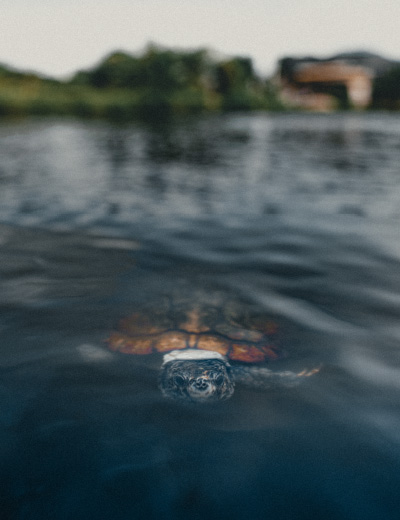 Schildkröte Koh Samui