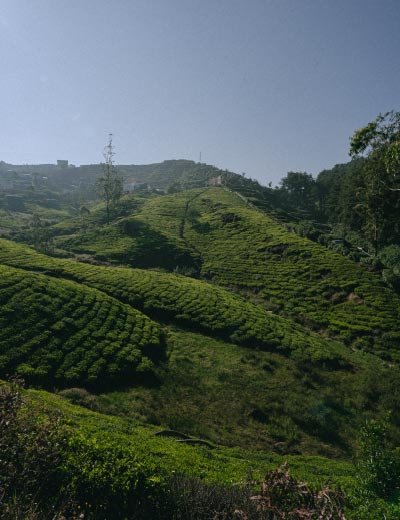 Teefelder am Berg