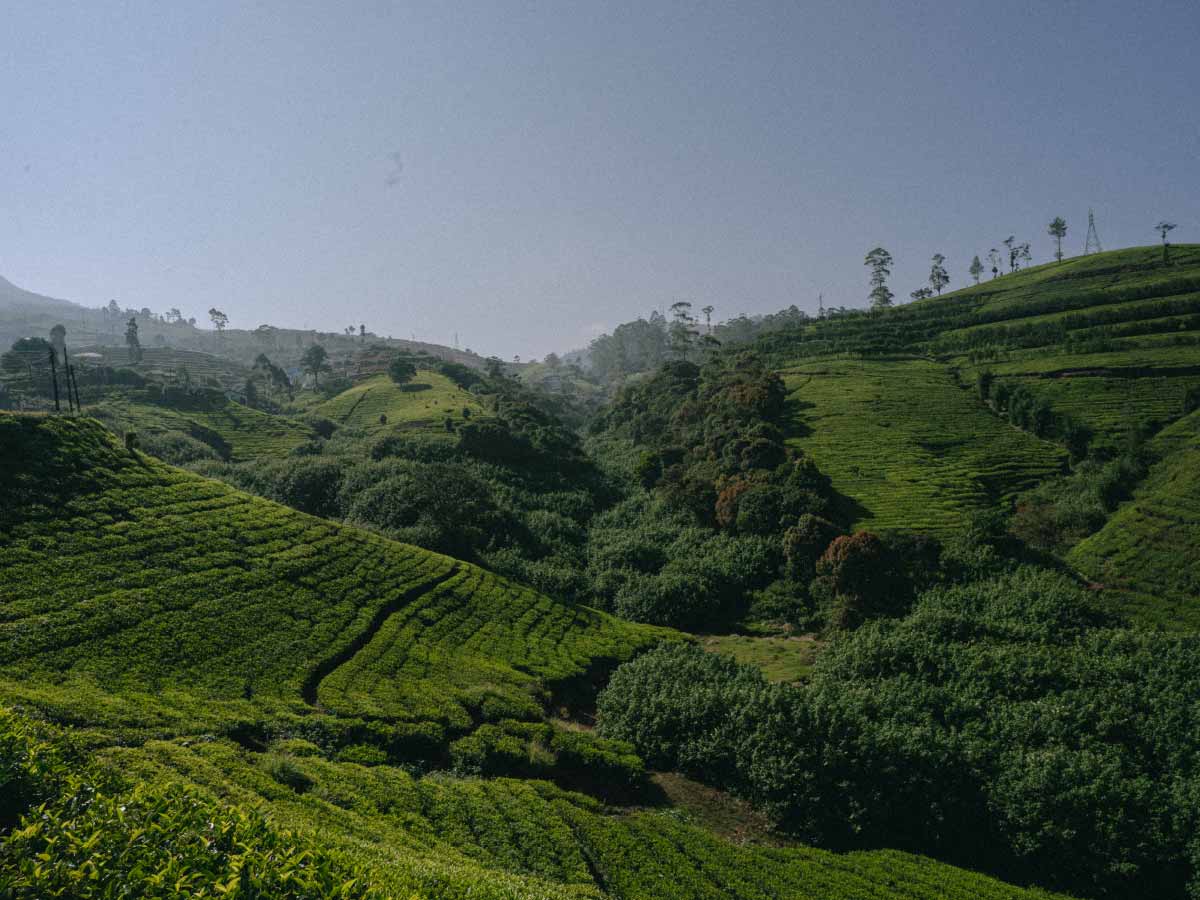 Teefelder Nuwara Eliya