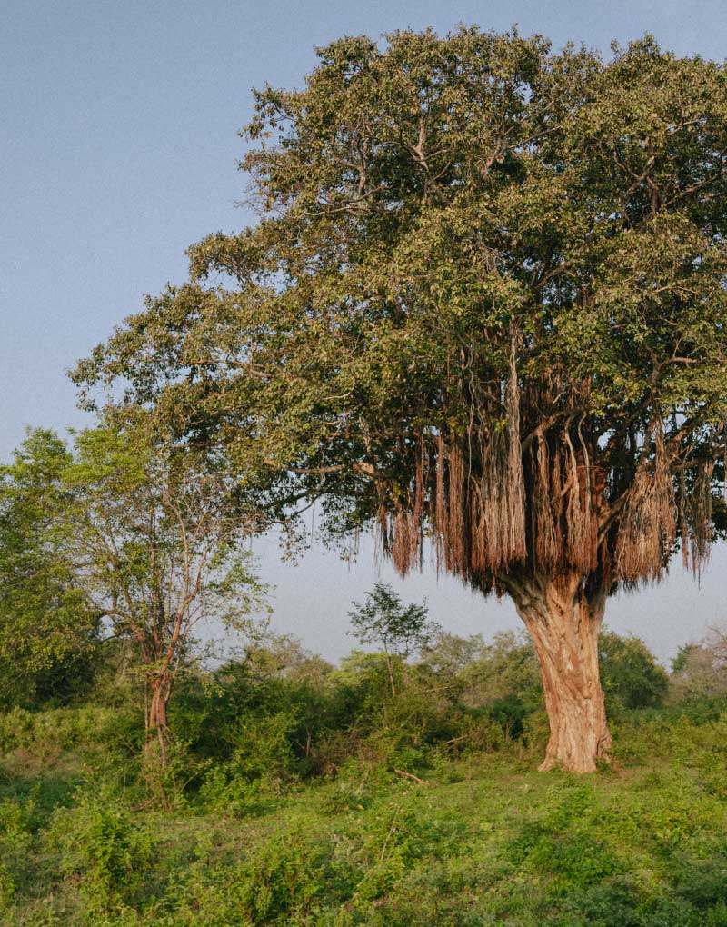 Udawalawe Baum